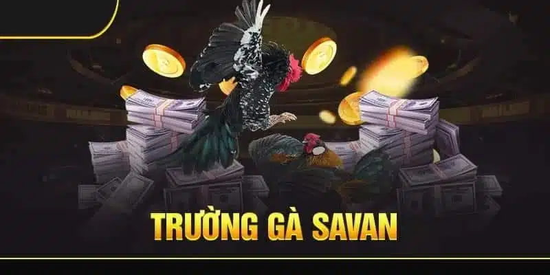 Trường gà savan Cách Tham Gia Trường Gà Savan Trên Nền Tảng Net88