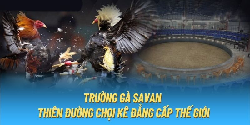 Trường gà savan Chiến Lược Đặt Cược Hiệu Quả Tại Trường Gà Savan